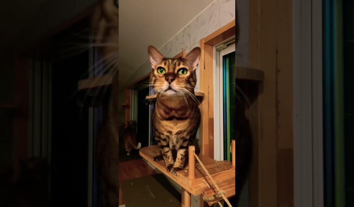 ベンガルのエルくん🐱どんどん王国のお兄ちゃん猫✨ #shorts #youtubeshorts #shortvideo #catshorts #cute #funny #猫のいる暮らし #ベンガル