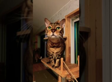ベンガルのエルくん🐱どんどん王国のお兄ちゃん猫✨ #shorts #youtubeshorts #shortvideo #catshorts #cute #funny #猫のいる暮らし #ベンガル