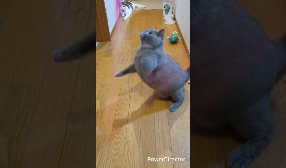 まんまるブリティッシュショートヘア#shorts #猫のいる暮らし #cat #猫好きさんと繋がりたい #ねこ#保護猫