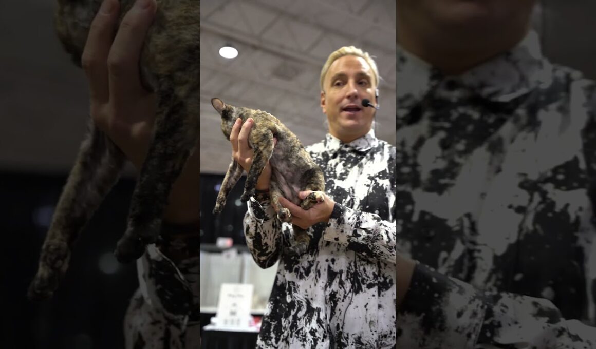 😼 巻き毛のデボンレックスが審査員を驚かせました！