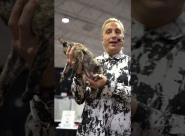 😼 巻き毛のデボンレックスが審査員を驚かせました！