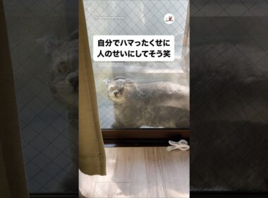 😾「早よ出さんかい…」｜PECO