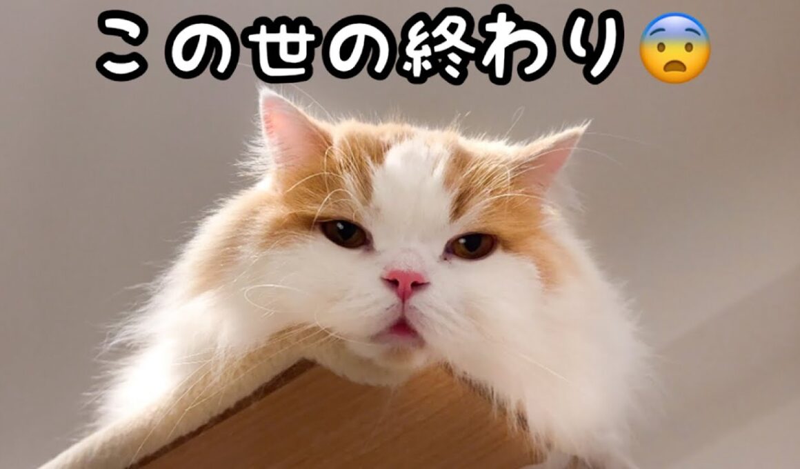 ごはんが貰えなくて絶望した猫がこうなった..