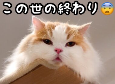 ごはんが貰えなくて絶望した猫がこうなった..