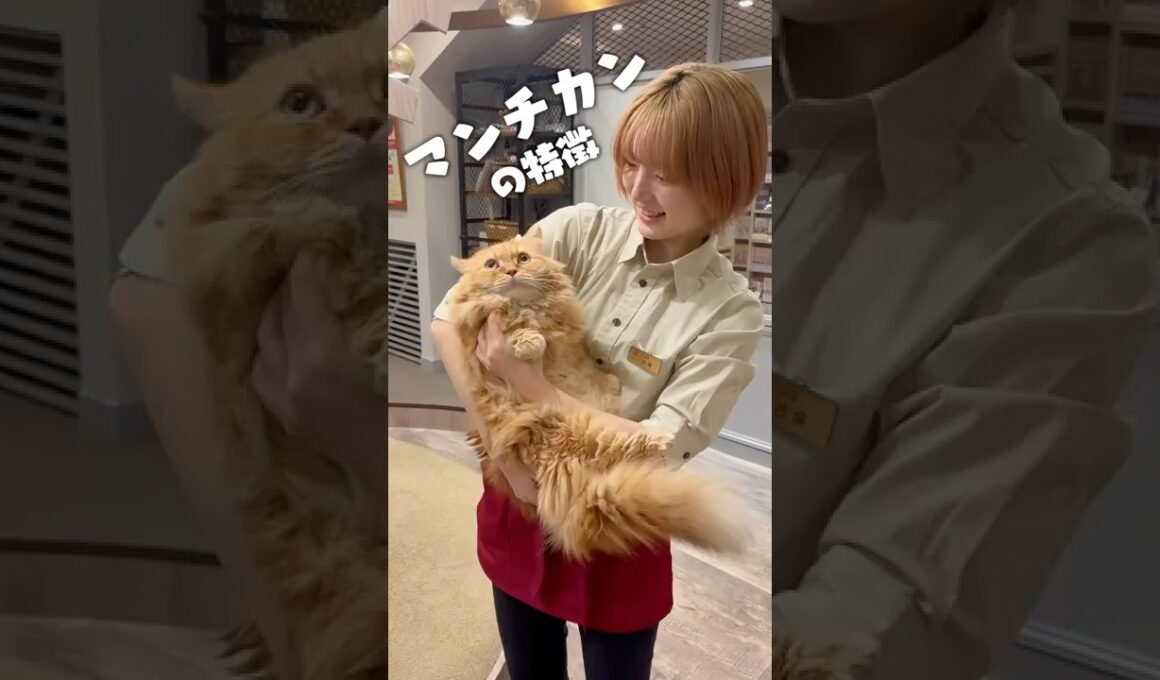 マンチカンって可愛いよね... #猫カフェmocha #猫のいる暮らし #猫好きさんと繋がりたい