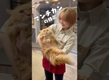 マンチカンって可愛いよね... #猫カフェmocha #猫のいる暮らし #猫好きさんと繋がりたい