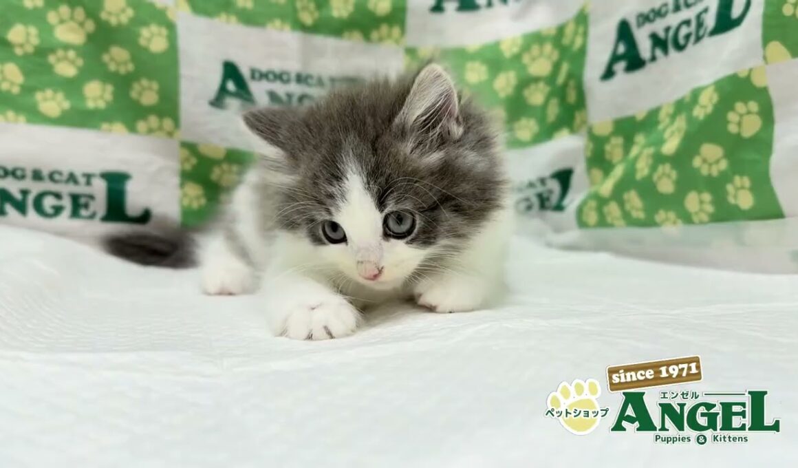 ラガマフィン 2509140 【ペットショップエンゼル　子犬・子猫販売】