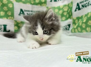 ラガマフィン 2509140 【ペットショップエンゼル　子犬・子猫販売】