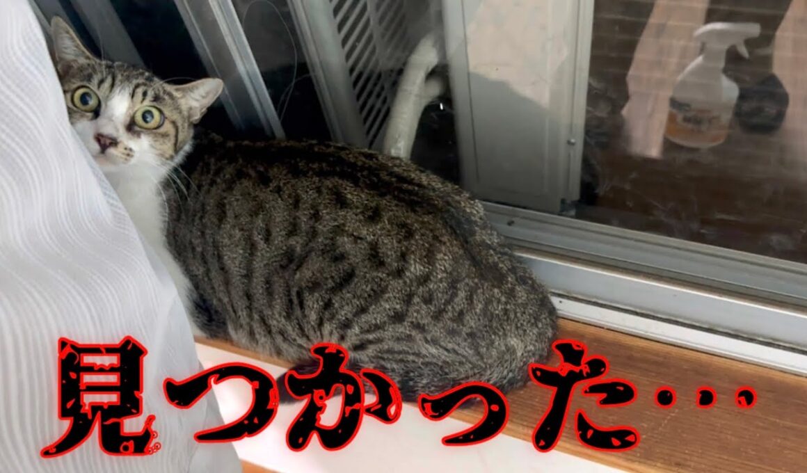 子猫を保護し家族が揃った深夜…脱走した猫親子がこうなりました。