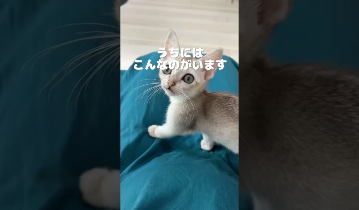 【再UP】うちにはこんなこがいます#子ネコ #好きな子猫 #シンガプーラ