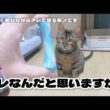 【ベンガル猫】コレなんだと思いますか？