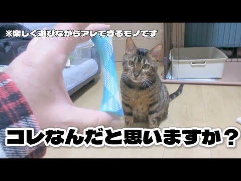【ベンガル猫】コレなんだと思いますか？