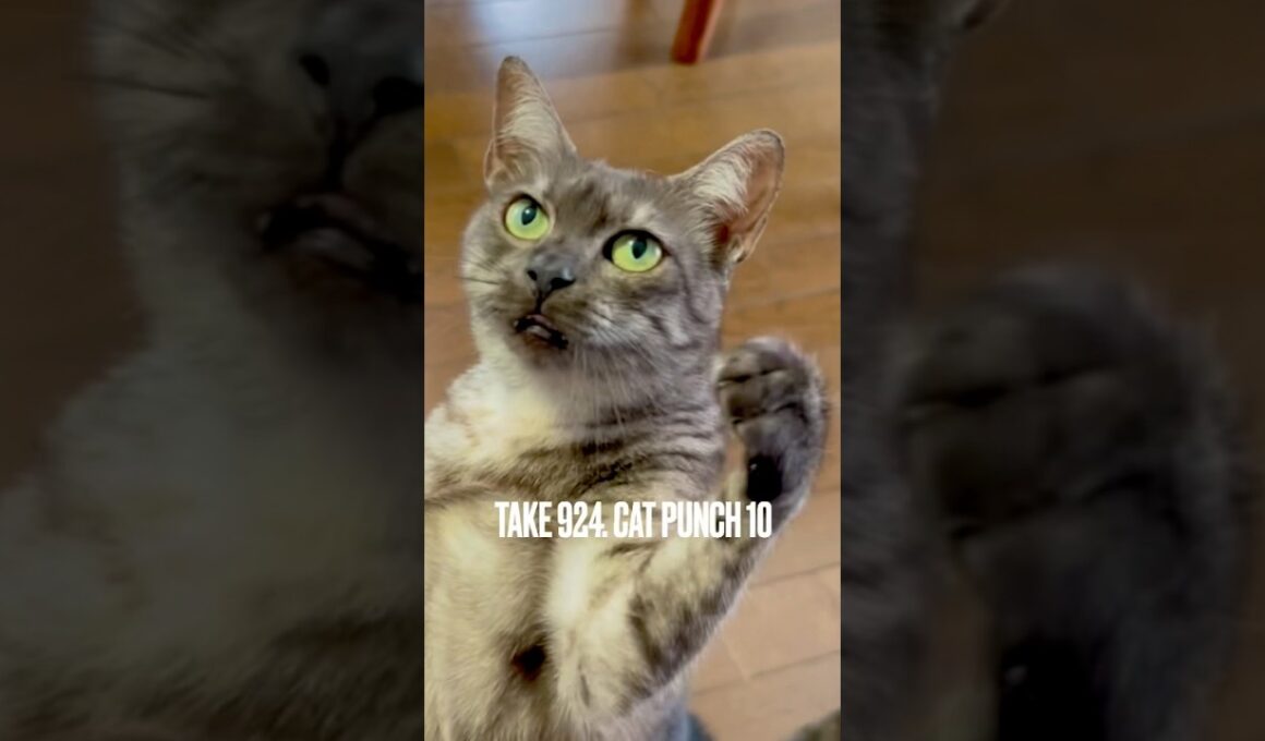 #キャットパンチ炸裂 #catpunch #猫玩具 #毎日おねだり #猫とあそぶ #egyptianmaucat #エジプシャンマウ #エジプシャンマウスモーク #shorts