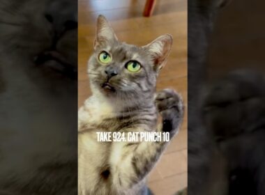 #キャットパンチ炸裂 #catpunch #猫玩具 #毎日おねだり #猫とあそぶ #egyptianmaucat #エジプシャンマウ #エジプシャンマウスモーク #shorts