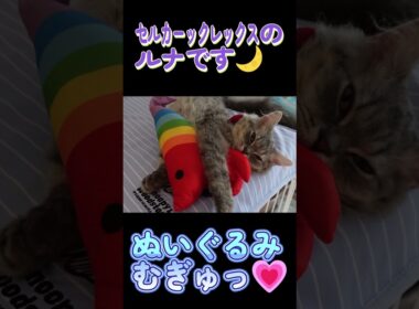 ぬいぐるみむぎゅっ#セルカークレックス #ネコ #子猫 #猫好きさんと繋がりたい #ねこ #cat #猫のいる暮らし