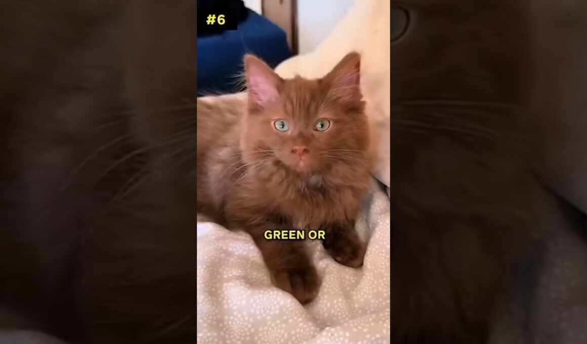 Top 10 facts about brown Cats #viral #cats #catfacts