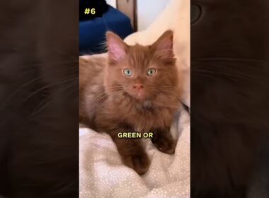Top 10 facts about brown Cats #viral #cats #catfacts