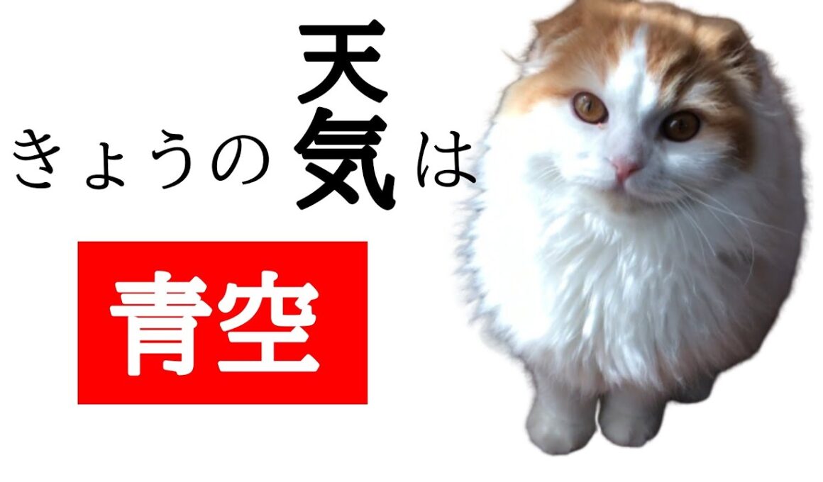子猫は天気が良いとフミフミが止まらない！【スコティッシュフォールド　折れ耳　長毛】