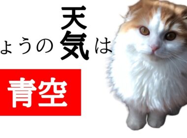 子猫は天気が良いとフミフミが止まらない！【スコティッシュフォールド　折れ耳　長毛】