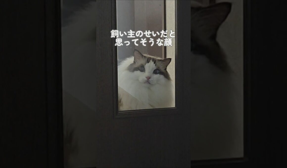 飼い猫に怒られた｜トイガー&ラグドール　#トイガー #ラグドール #猫パンチ　#catshorts　#猫のいる暮らし