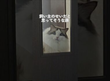 飼い猫に怒られた｜トイガー&ラグドール　#トイガー #ラグドール #猫パンチ　#catshorts　#猫のいる暮らし