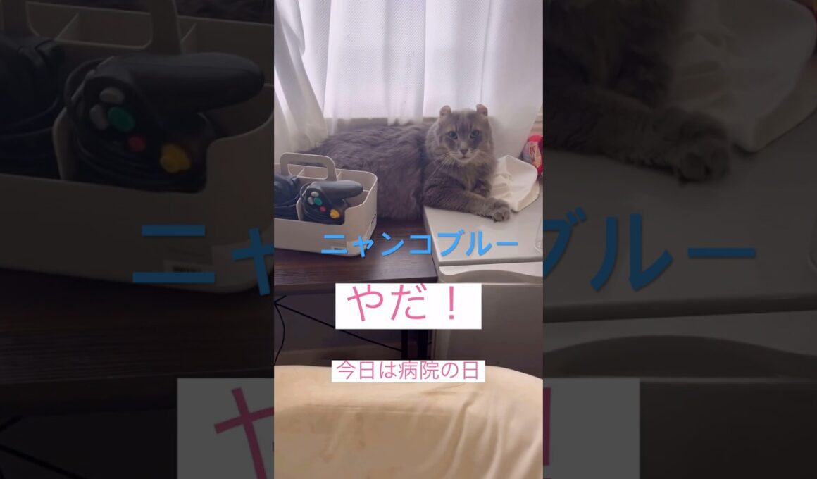 ニャンコブルー #ねこ動画 #アメリカンカール #catshorts