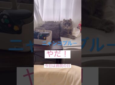 ニャンコブルー #ねこ動画 #アメリカンカール #catshorts