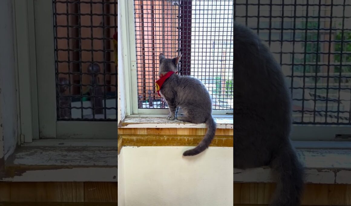 #shorts ラパーマのラパちゃん　那須どうぶつ王国　IMG 6808