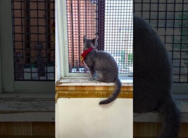 #shorts ラパーマのラパちゃん　那須どうぶつ王国　IMG 6808