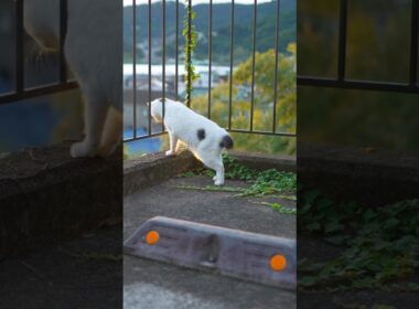 野良猫を監視中！テクテク小走りのゆきちゃん！待ってくれ〜！#熱海 #ジャパニーズボブテイル #猫のいる暮らし #伊豆 #保護猫 ＃野良猫
