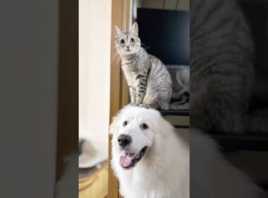 仲良しな2匹【マンチカン】【グレートピレニーズ生後８ヶ月】