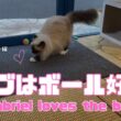 バーマン猫ガブとウリ【ガブはボール好き】Gabriel loves the ball（バーマン猫）Birman/Cat