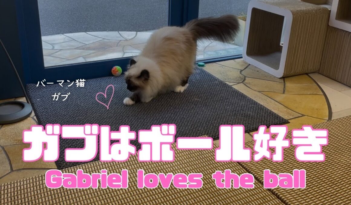 バーマン猫ガブとウリ【ガブはボール好き】Gabriel loves the ball（バーマン猫）Birman/Cat