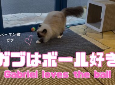 バーマン猫ガブとウリ【ガブはボール好き】Gabriel loves the ball（バーマン猫）Birman/Cat