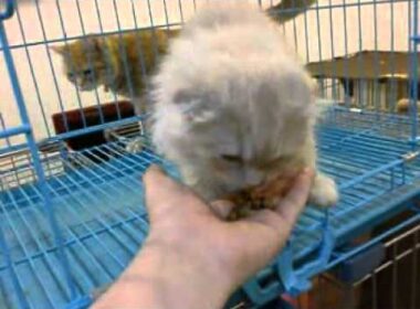 スコティッシュフォールド　12-0648-01