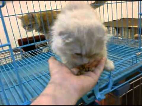 スコティッシュフォールド　12-0648-01