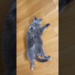 ぽっちゃりロシアンブルー😳‼️#保護猫  #cat
