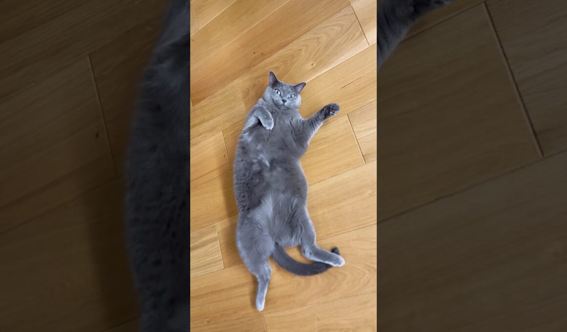 ぽっちゃりロシアンブルー😳‼️#保護猫  #cat