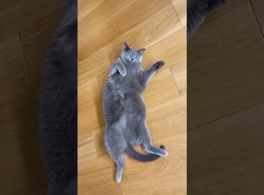 ぽっちゃりロシアンブルー😳‼️#保護猫  #cat