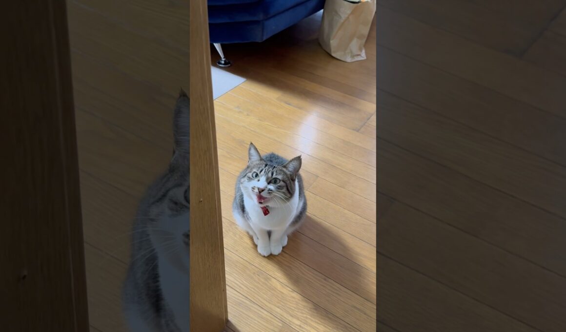 時間になっても起きてこないパパを心配して訴える猫こうめ #猫 #cat #元野良猫 #元野良猫こうめ