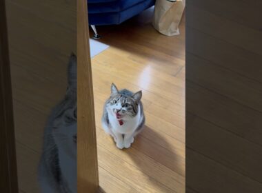 時間になっても起きてこないパパを心配して訴える猫こうめ #猫 #cat #元野良猫 #元野良猫こうめ