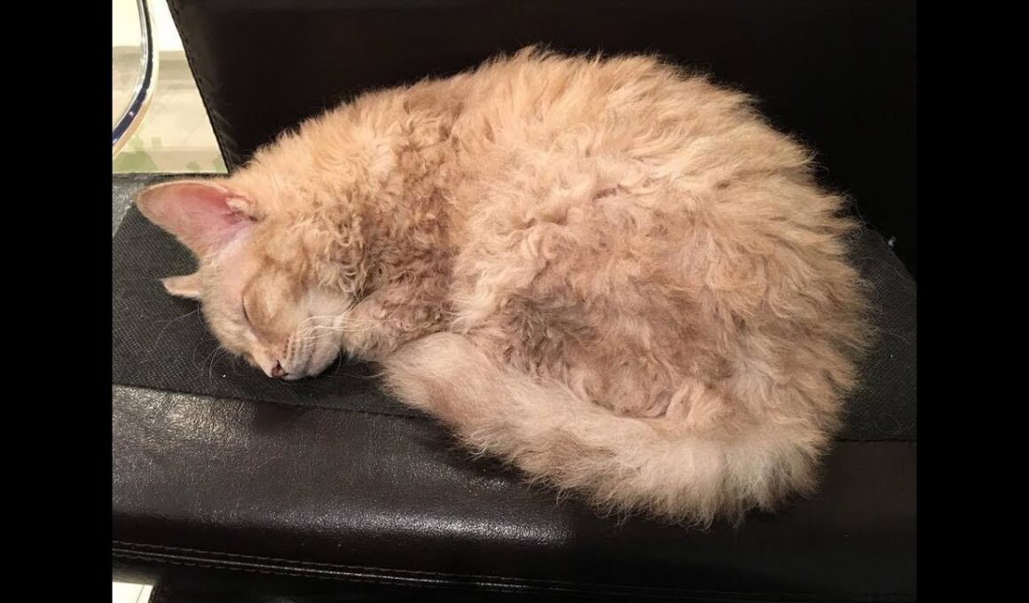 くりんくりんとした毛をもつ猫ちゃん「ラパーマ」が可愛い♡～A cat with a hair curled up and "Rapema" is cute.