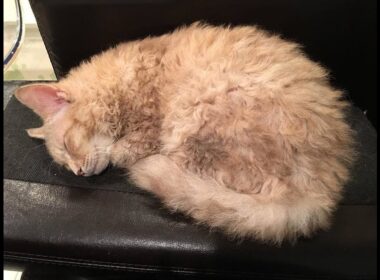 くりんくりんとした毛をもつ猫ちゃん「ラパーマ」が可愛い♡～A cat with a hair curled up and "Rapema" is cute.
