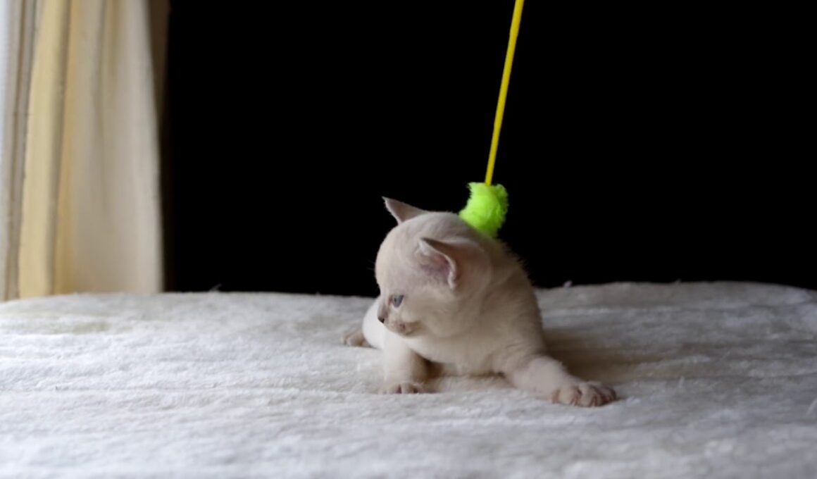 トンキニーズ　仔猫　♀