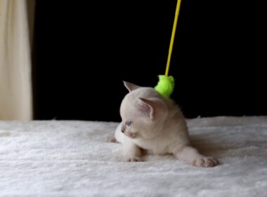 トンキニーズ　仔猫　♀