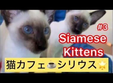 #3. シャム子猫の鼻息ゴロゴロ😸😸Siamese Kittens Purring Sounds