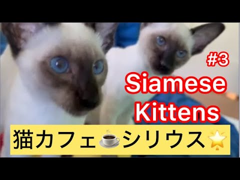 #3. シャム子猫の鼻息ゴロゴロ😸😸Siamese Kittens Purring Sounds