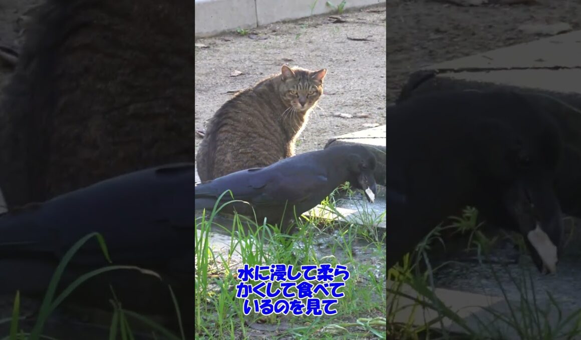 カラスが乾いた食パンを水に浸して食べているのを見て、度肝を抜かれる猫！ナミちゃん！🤣😻　Crow's meal!🤣😻#shorts #cat #保護猫 #野良猫 #ネコ