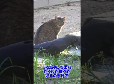 カラスが乾いた食パンを水に浸して食べているのを見て、度肝を抜かれる猫！ナミちゃん！🤣😻　Crow's meal!🤣😻#shorts #cat #保護猫 #野良猫 #ネコ