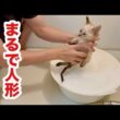 初めてのお風呂で人形化する保護子猫がこちらです